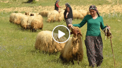 Sende Solacaksın Günün Birinde – Sevda Gül