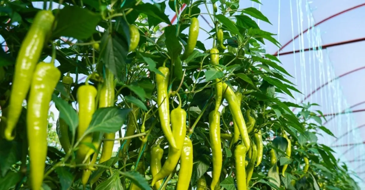 Biber (Tatlı ve Acı)