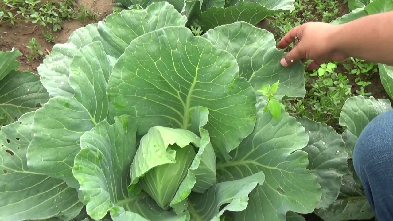 Beyaz lahana tohumu nasıl ekilir