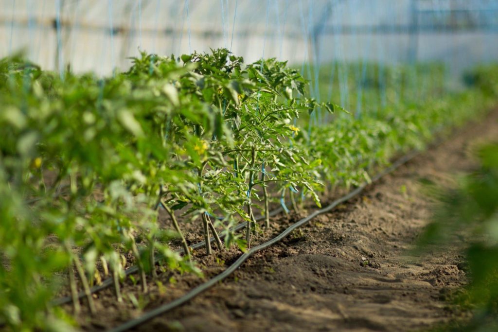 Domates Fidesi Nasıl Sulanır?