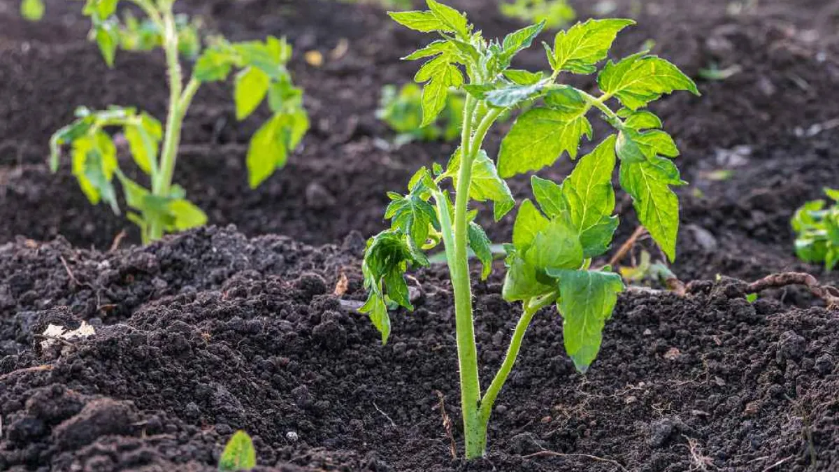 Haziran Ayında Ne Ekilir?