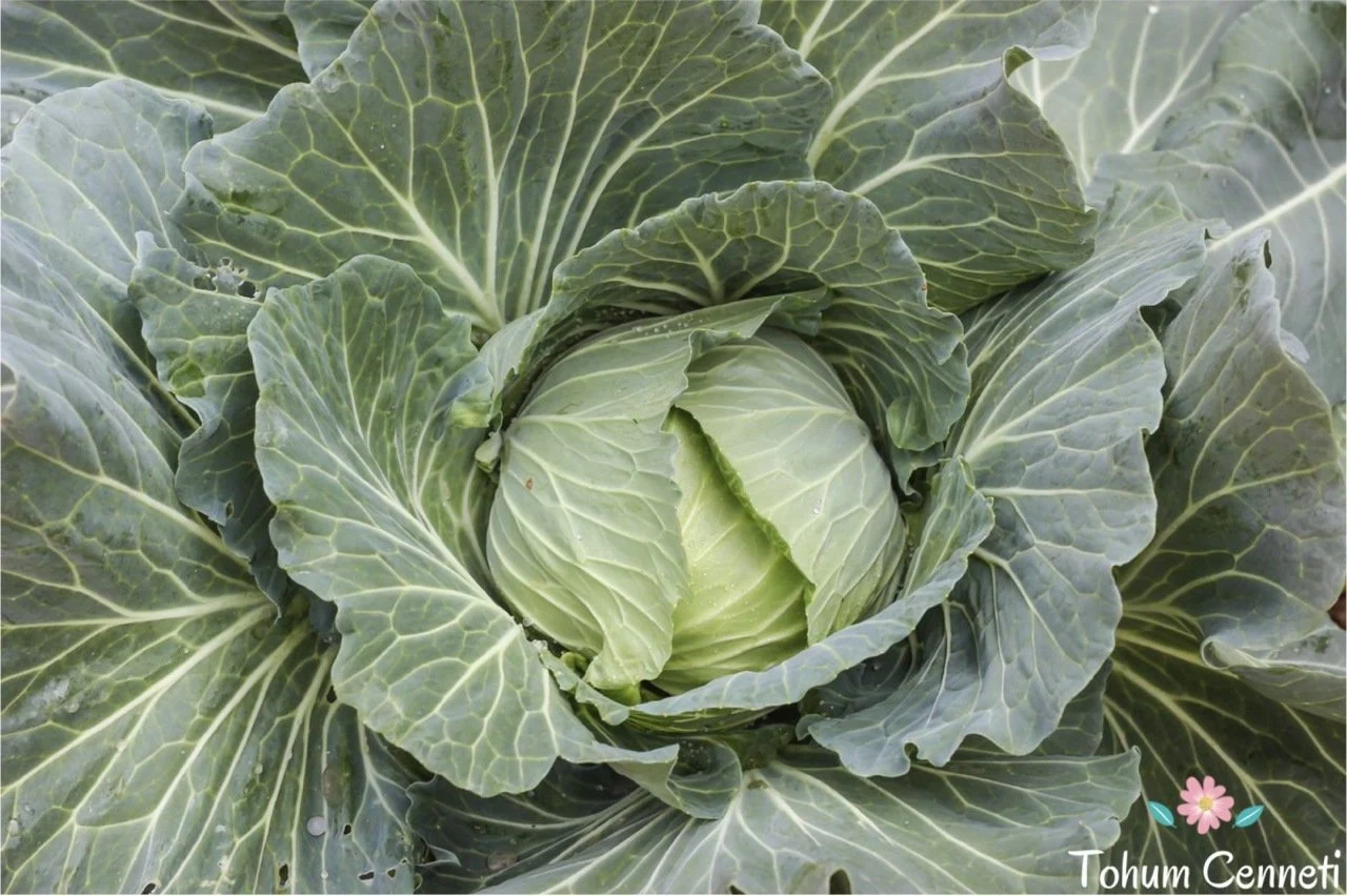 kara lahana ne zaman ve nasıl ekilir