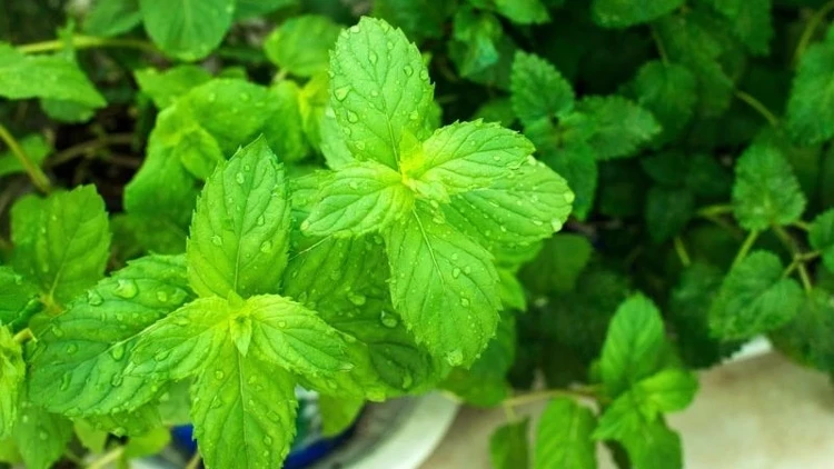 nane tohumu nasıl ekilir