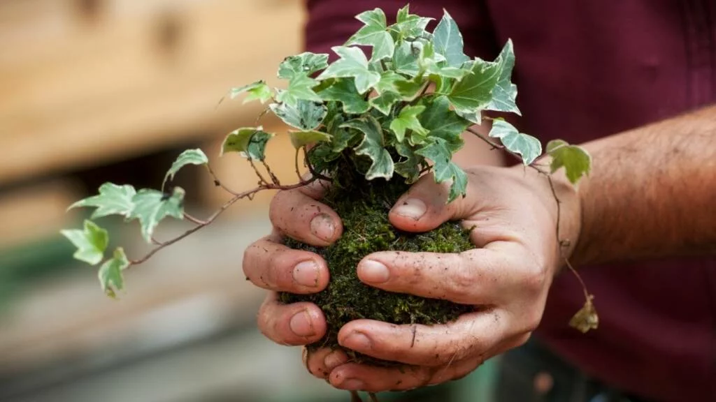 Temmuz ayında neler ekilir