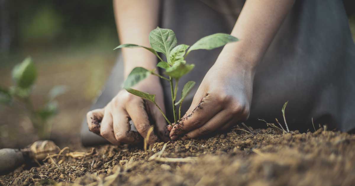 Ekim ayında ne ekilir
