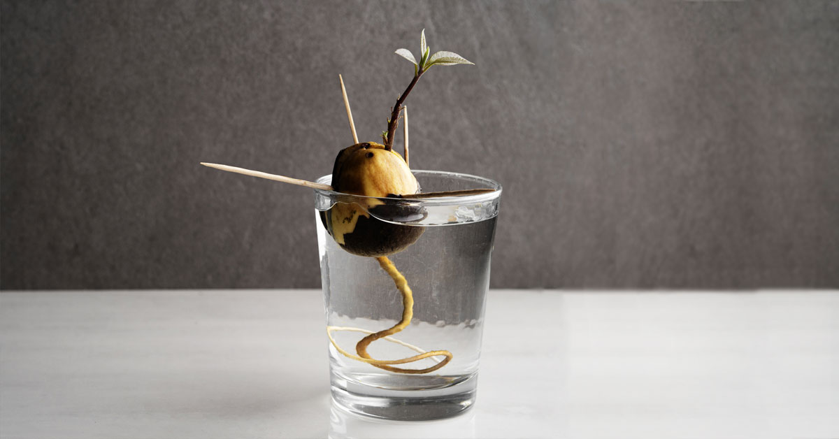 Avokado çekirdeği çimlendirme