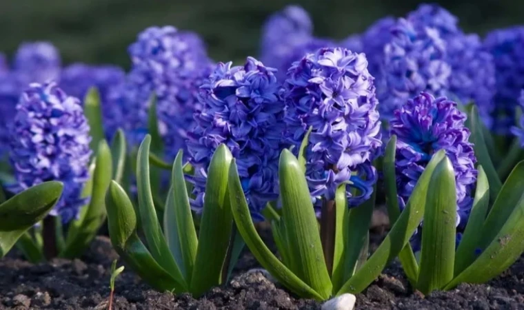 Eylül Ayında Ne Ekilir?