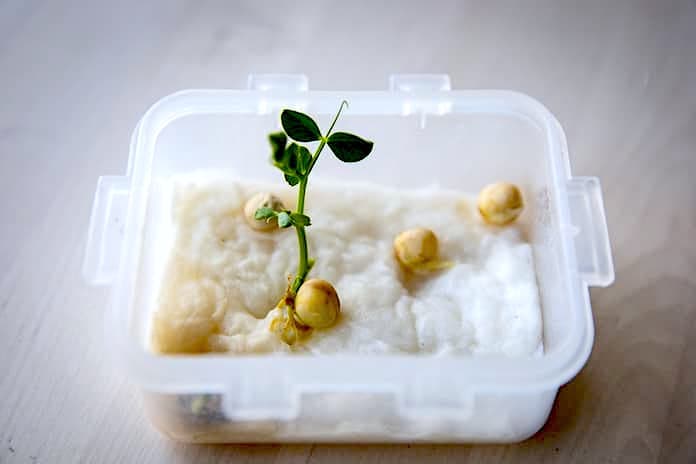 fasulye çimlendirme