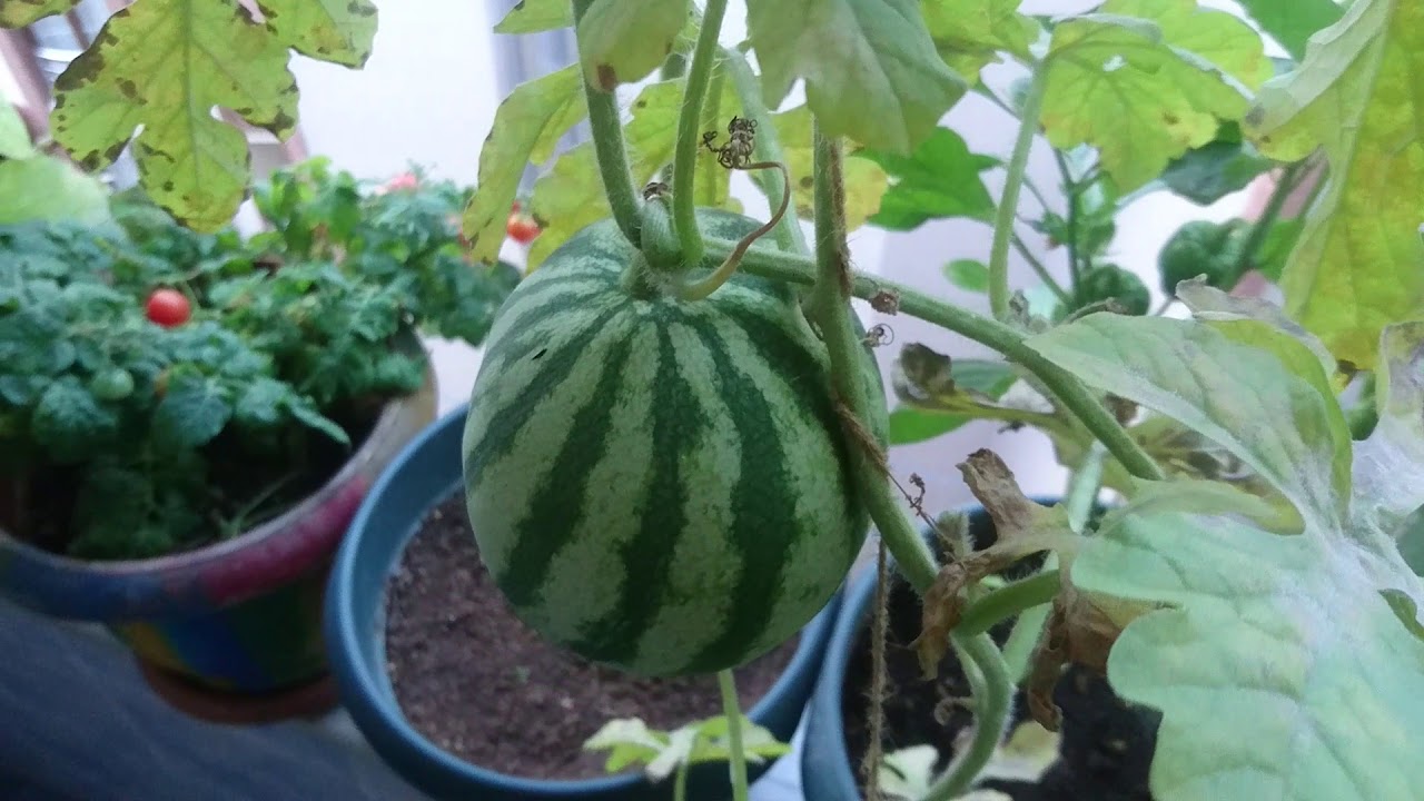 karpuz nasıl ekilir