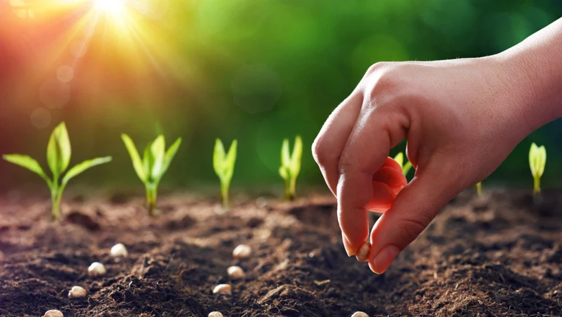 kasım ayında ne ekilir