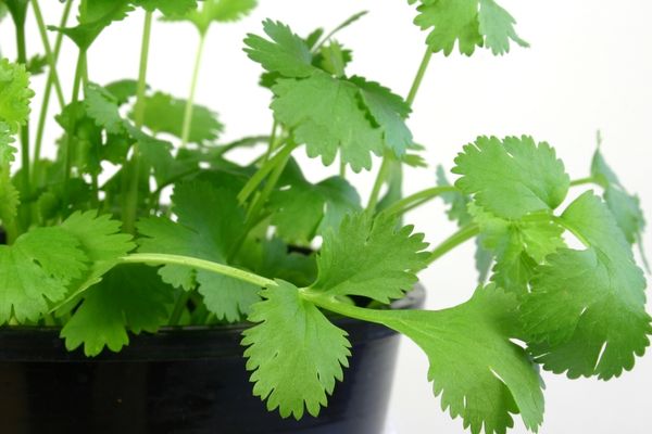 kişniş tohumu nasıl ekilir