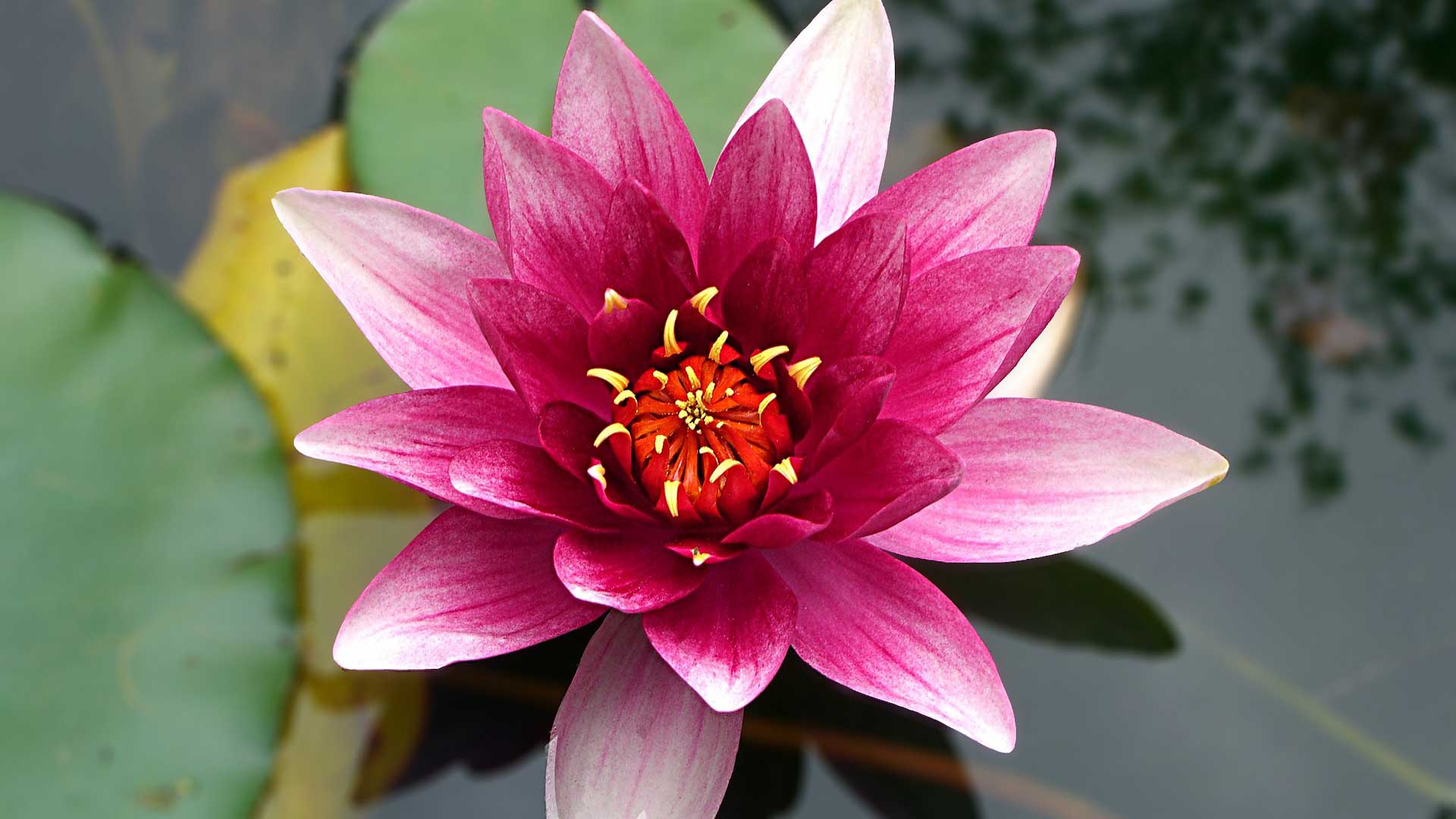 Lotus çiçeği tohumu nasıl ekilir