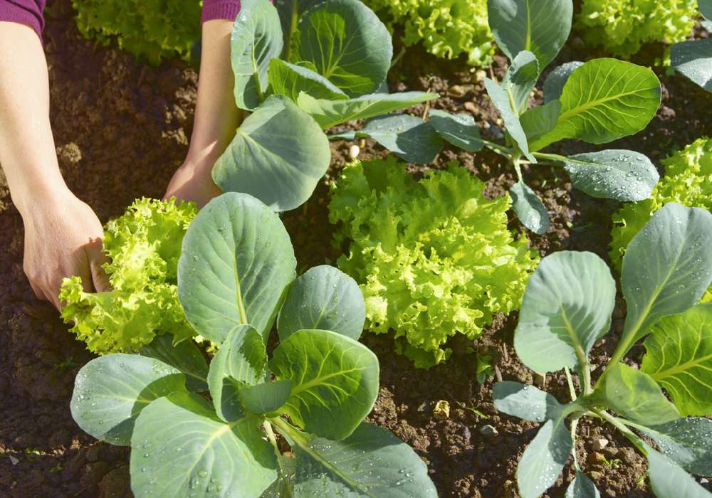 Nisan Ayında Ne Ekilir?