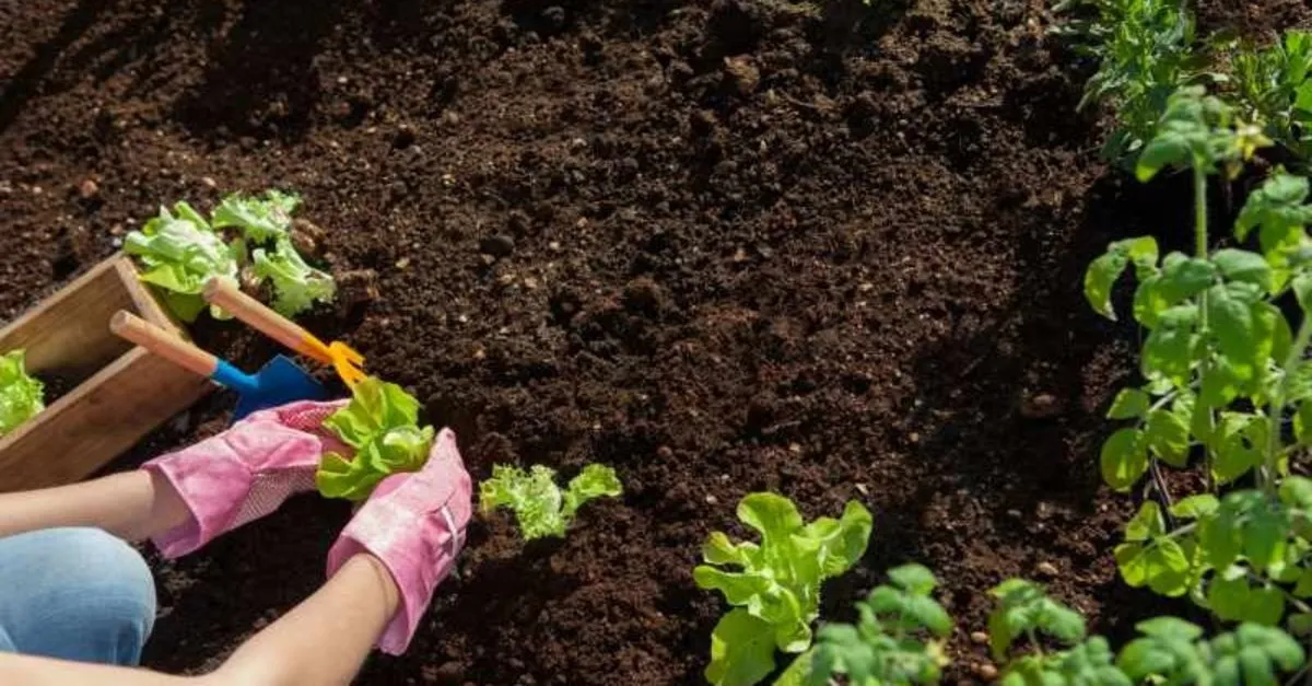 ocak ayında neler ekilir