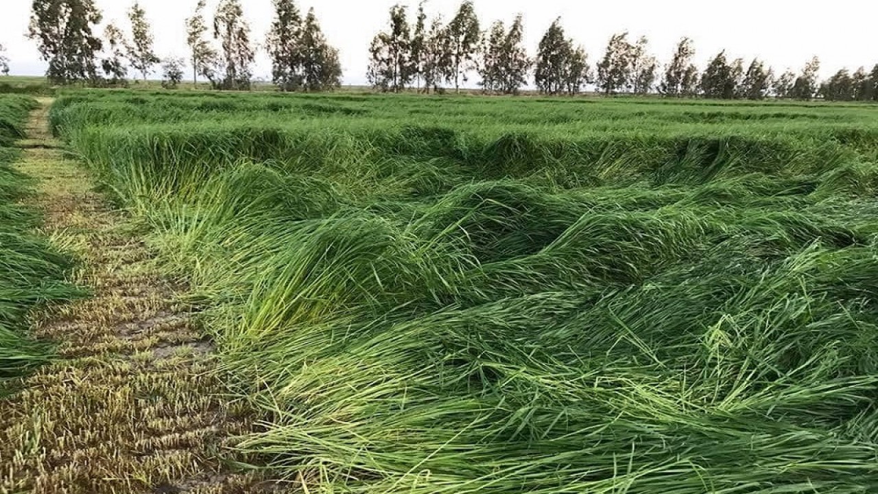 Reygras otu ne zaman ekilir