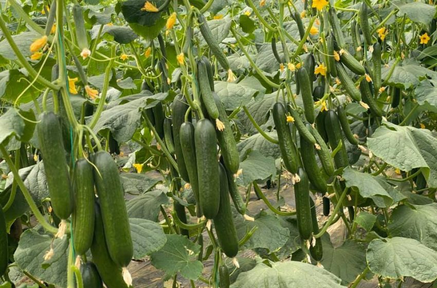 salatalık yetiştiriciliği nasıl yapılır