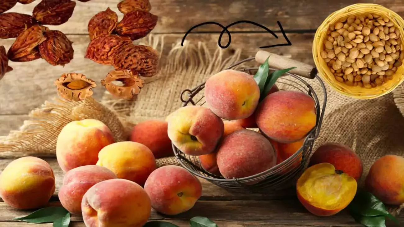 Şeftali Çekirdeği Çimlendirme