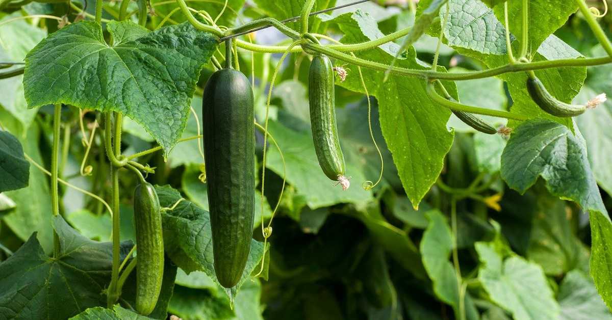 Turşuluk salatalık ne zaman ekilir