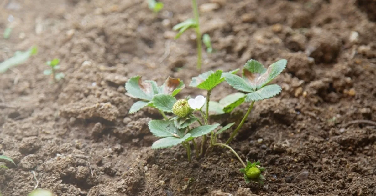çilek tohumu çimlendirme
