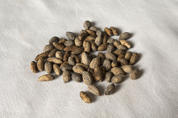 zeytin çekirdeği çimlendirme