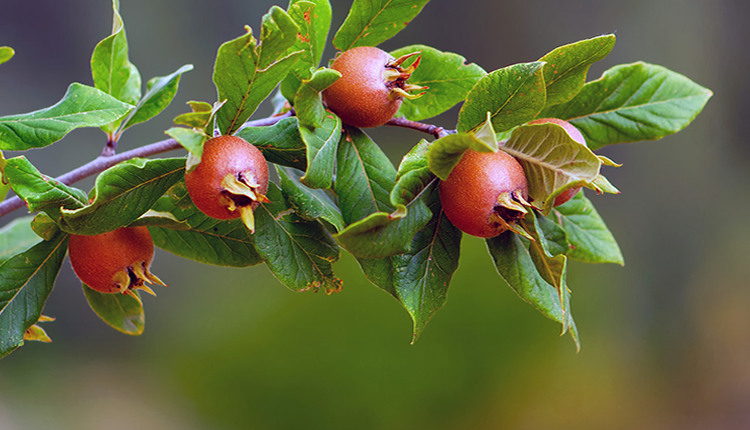 muşmula çekirdeği