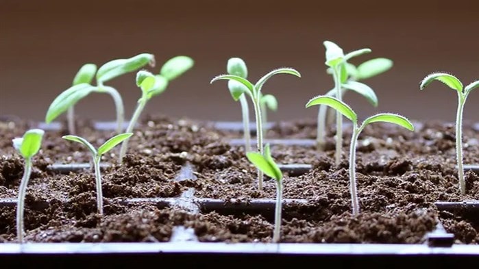 domates çimlendirme