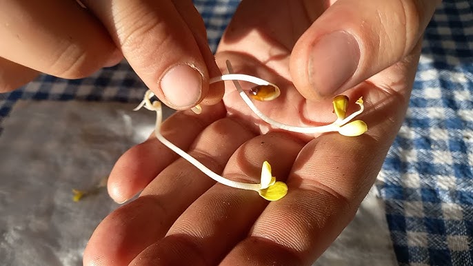 üzüm çekirdeği çimlendirme