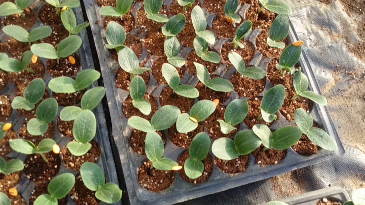 kabak çekirdeği çimlendirme