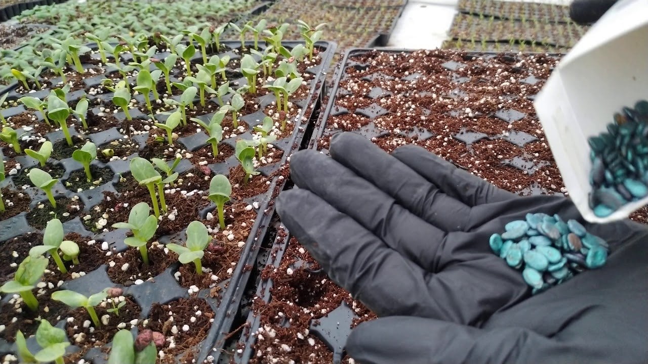 kavun tohumu çimlendirme