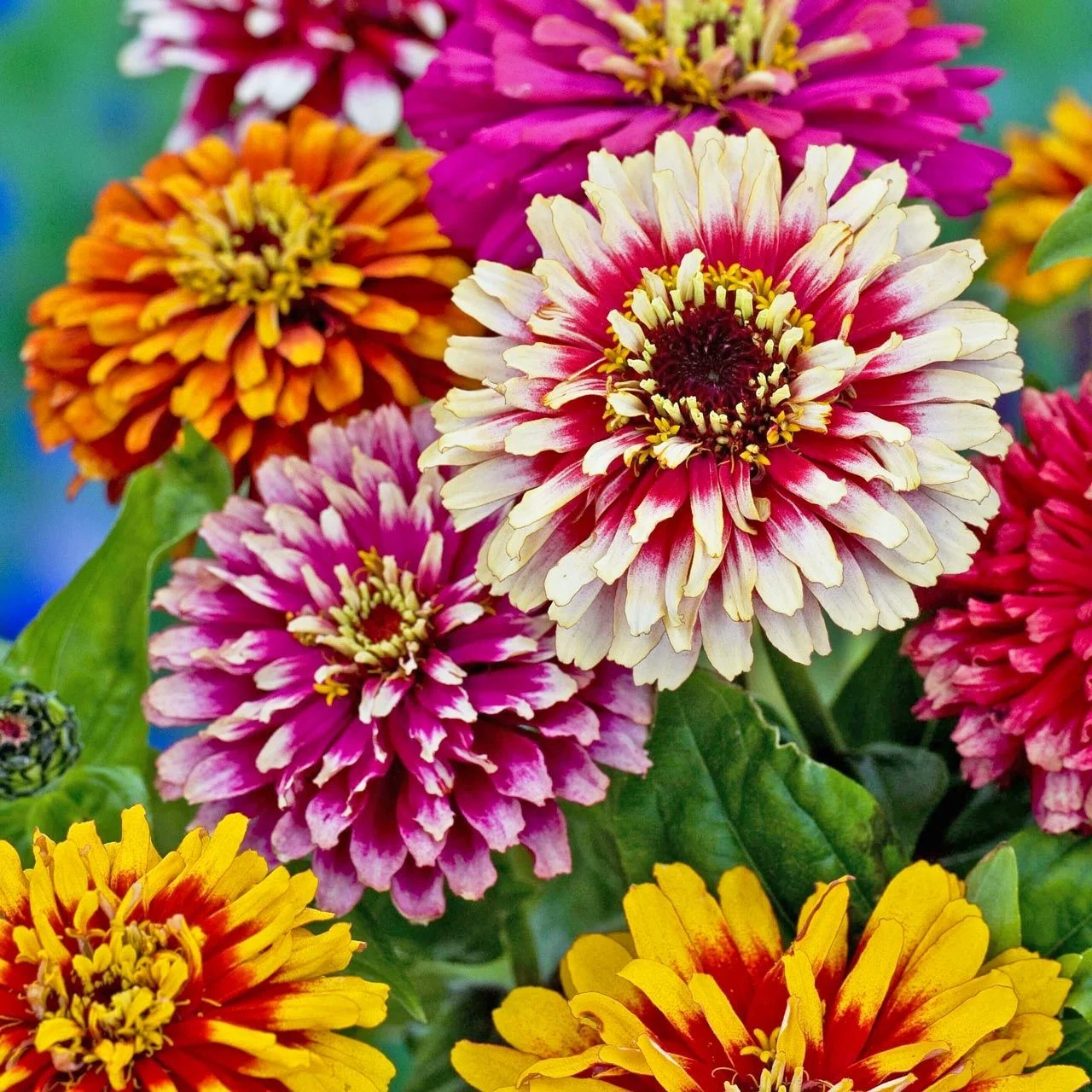 kirli hanım çiçeği