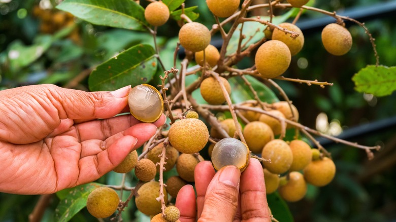 longan tohumu