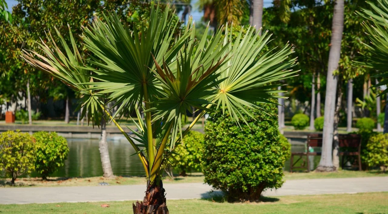 palmiye ağacı