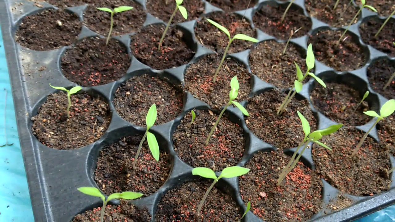 patlıcan tohumu çimlendirme