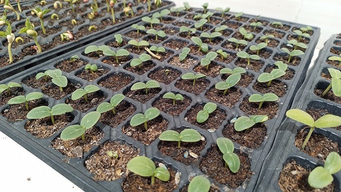 salatalık tohumu çimlendirme