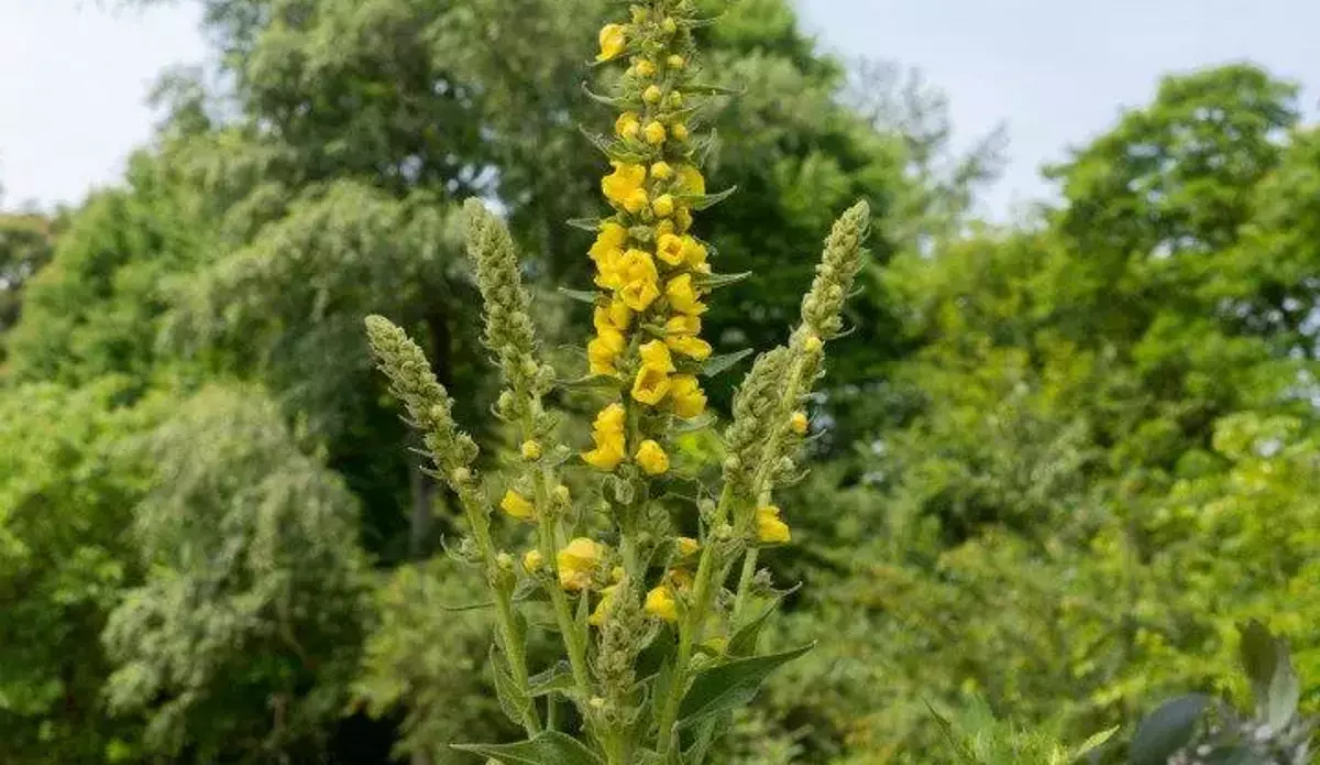 sığır kuyruğu otu