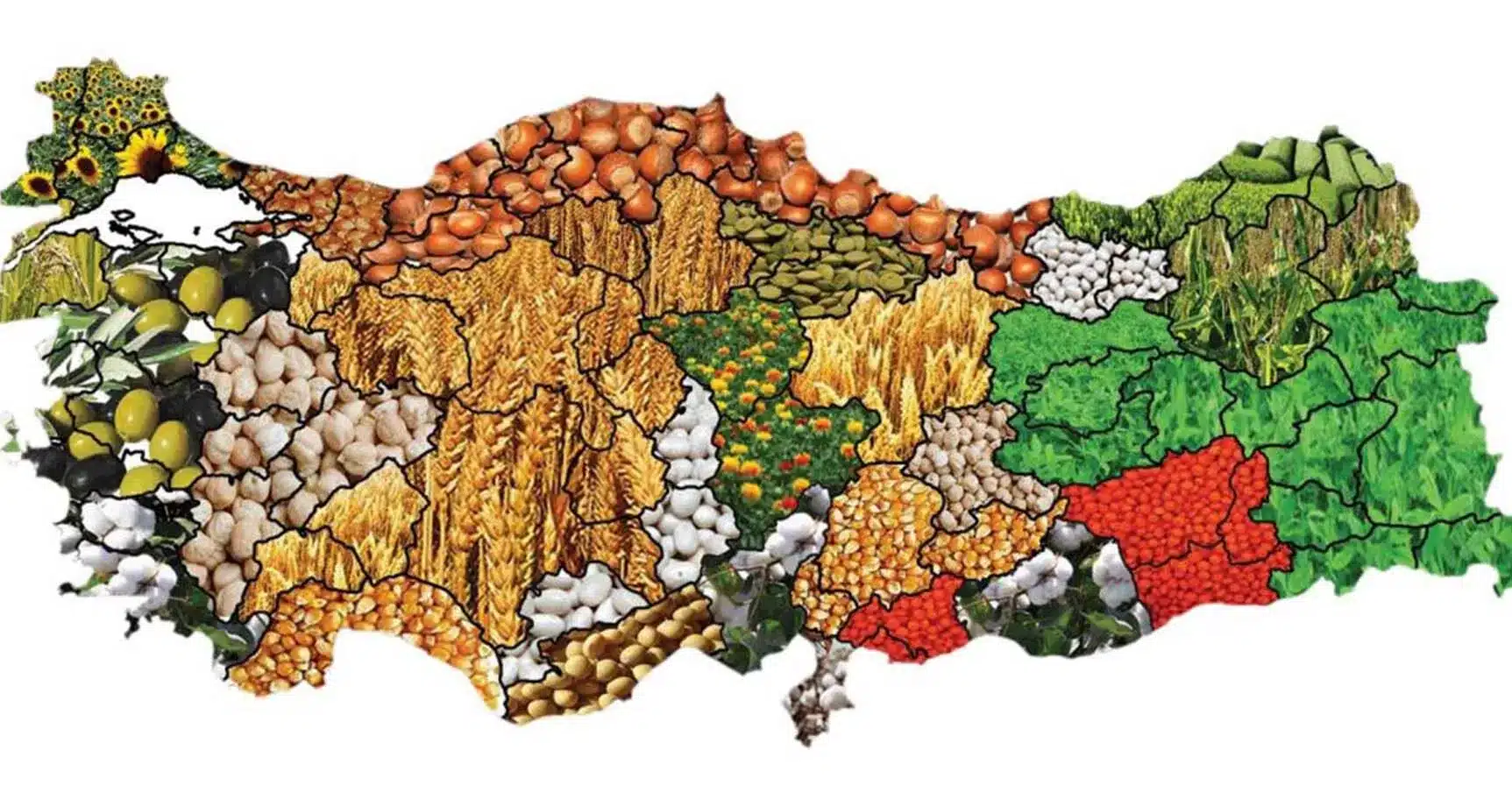 Türkiye’de yetişen sebzeler