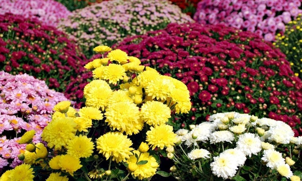 kasımpatı çiçeği