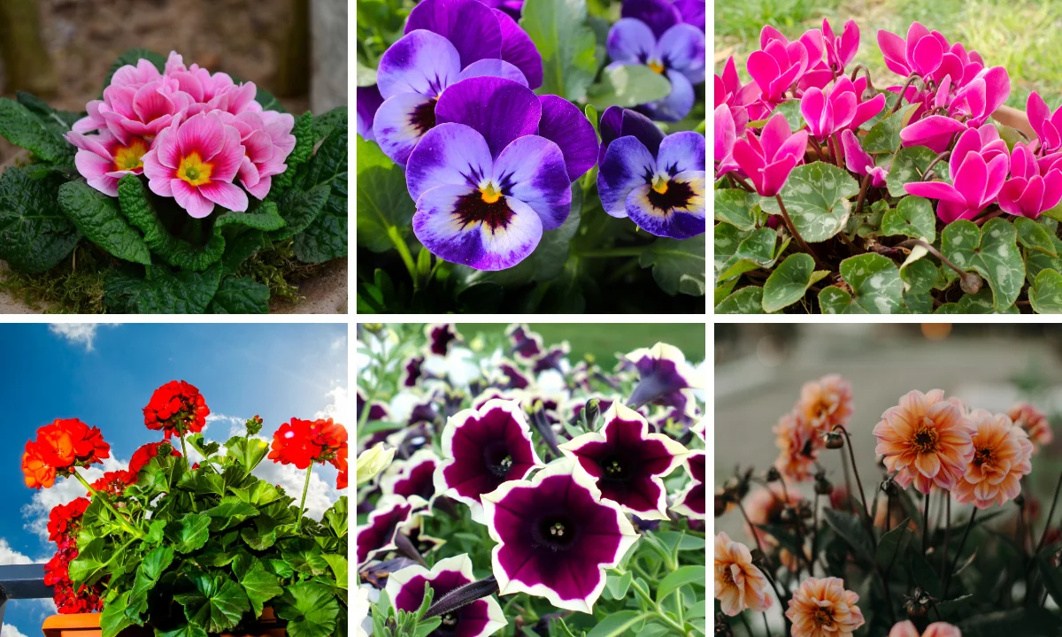 mezarlıklara hangi çiçekler ekilir