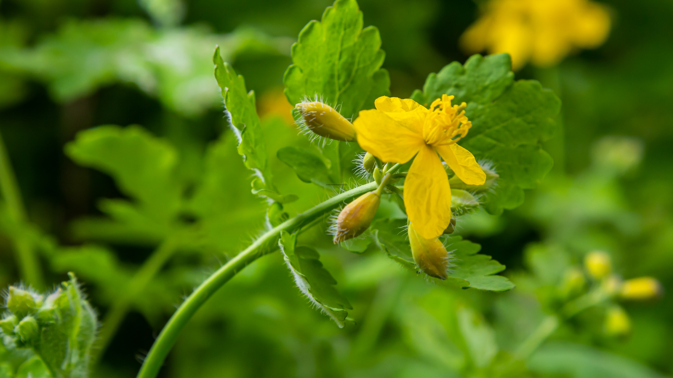 kırlangıç otu tohumu