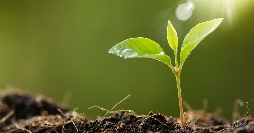 yaprak g&uuml;bresi nasıl uygulanır