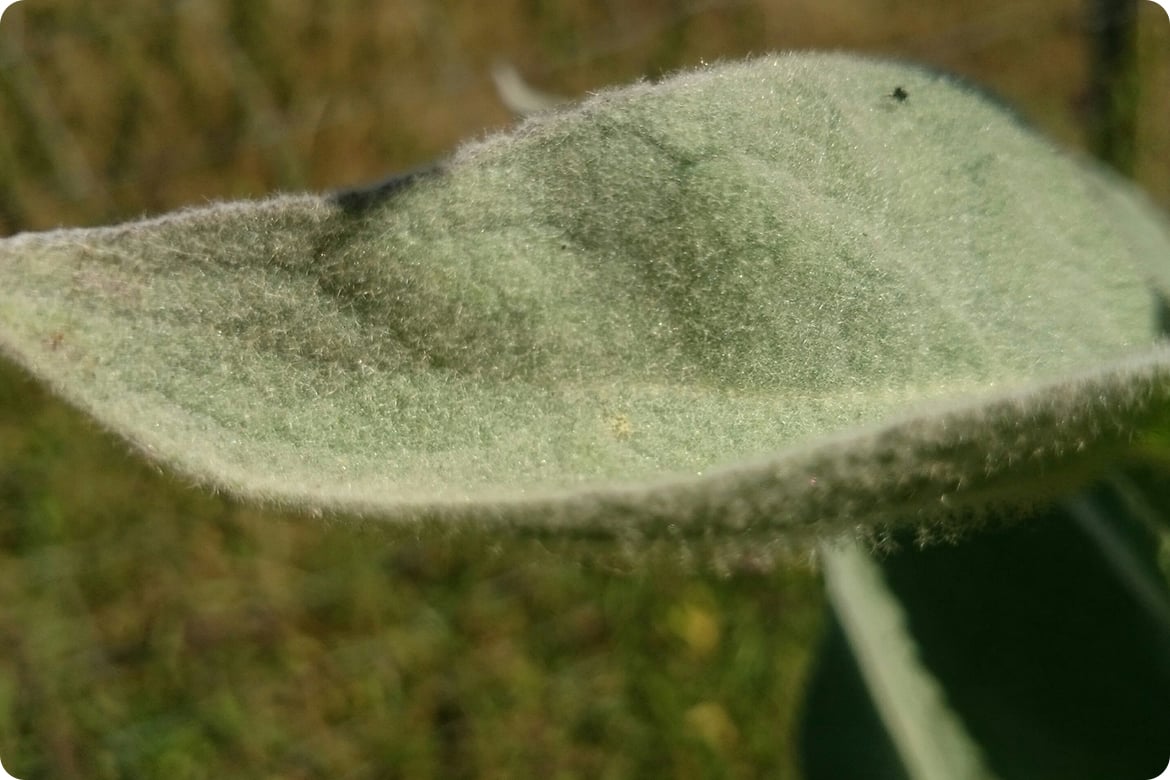 bitkilerde küflenme