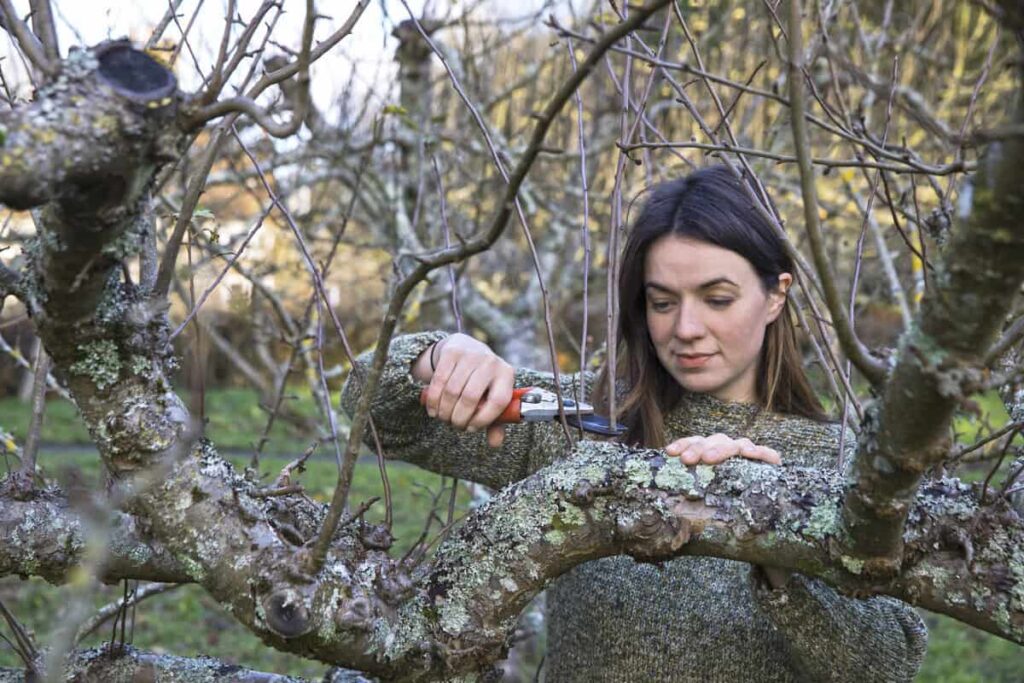 elma ağacı budaması