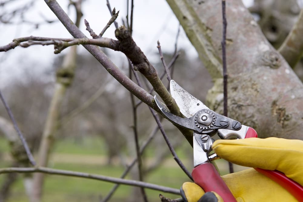 elma ağacını kışın budamak