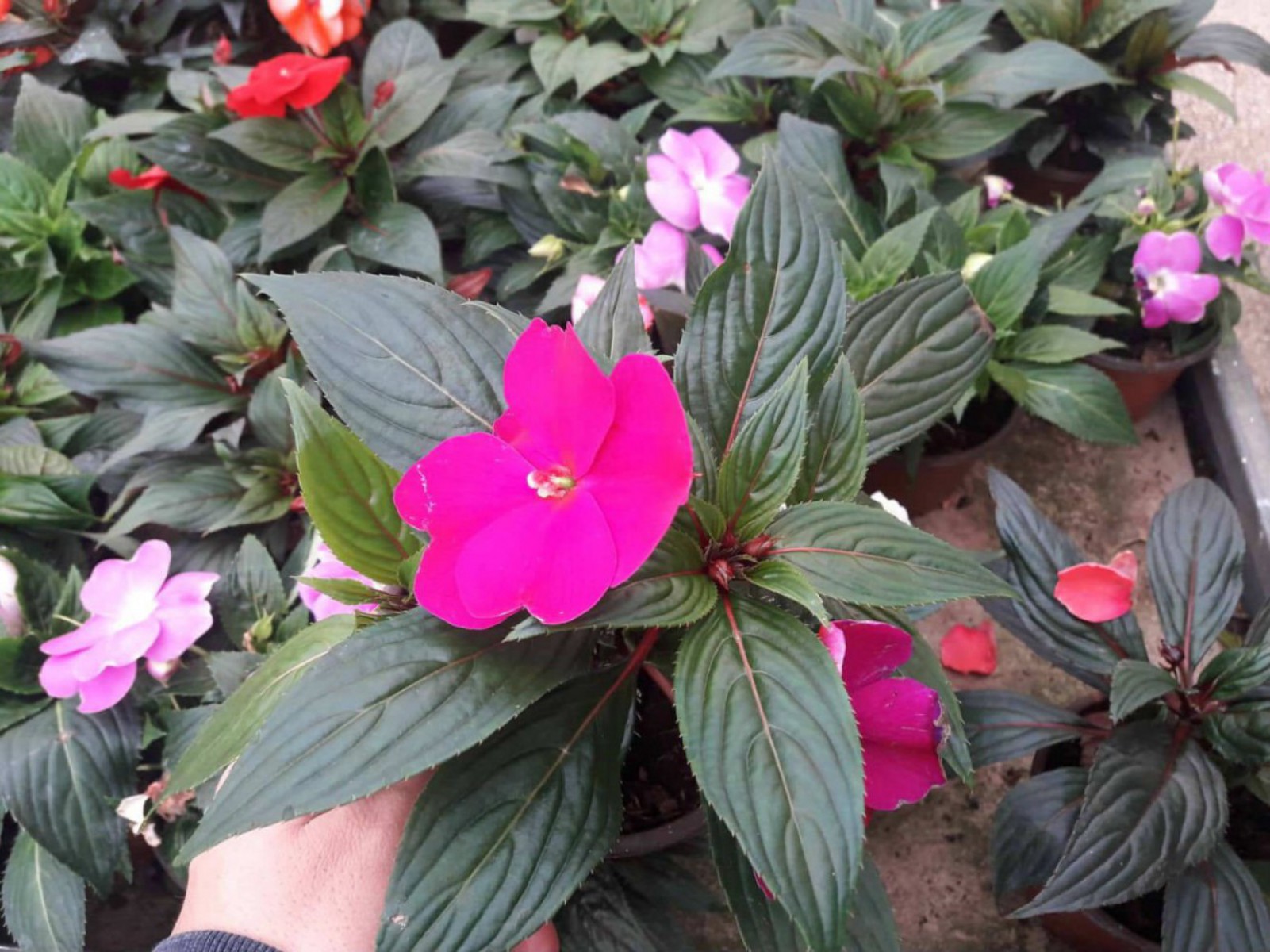 cam güzeli çiçeği