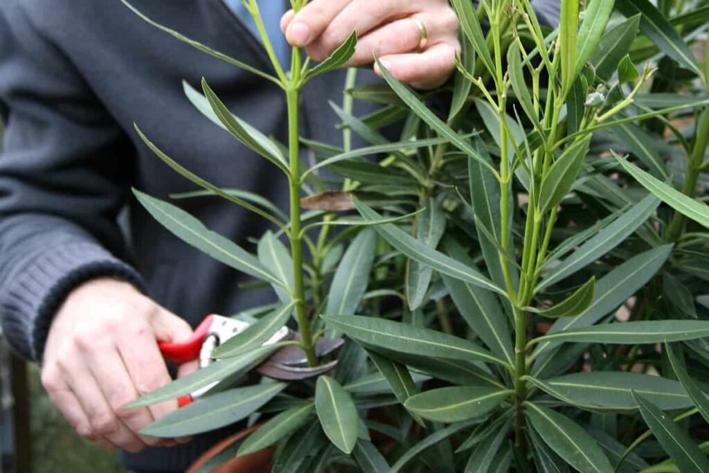 zakkum &ccedil;i&ccedil;eği nasıl budanır