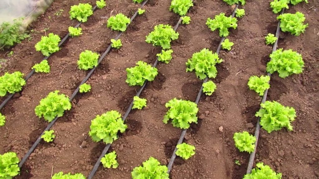 Marul Hastalıkları Ve Zararlıları