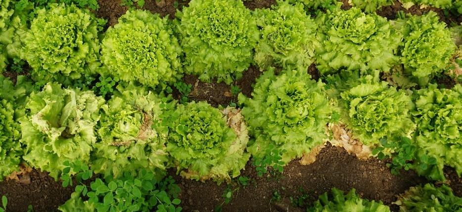 marul hastalıkları