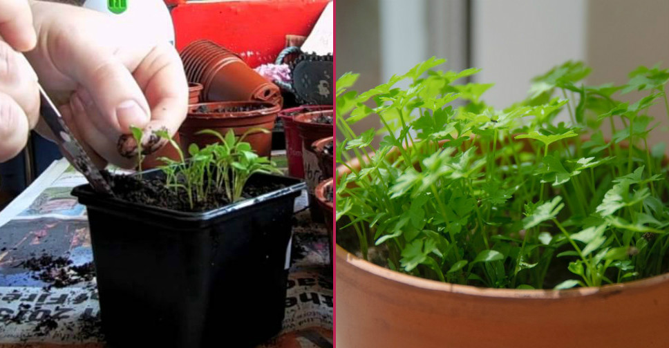 Maydanoz Tohumu Nasıl Çimlenir? En Hızlı Yöntemler