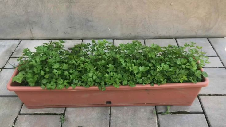 maydanoz yeşillendirme