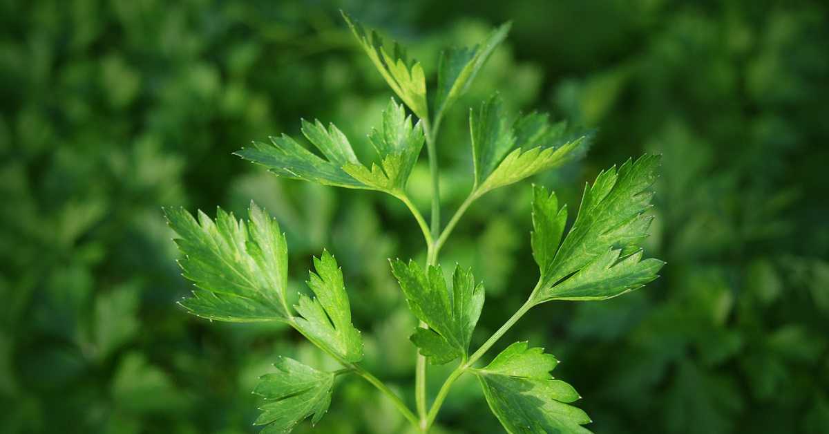 maydanoz tohumu nasıl çimlenir